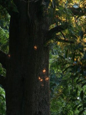 Light Faeries